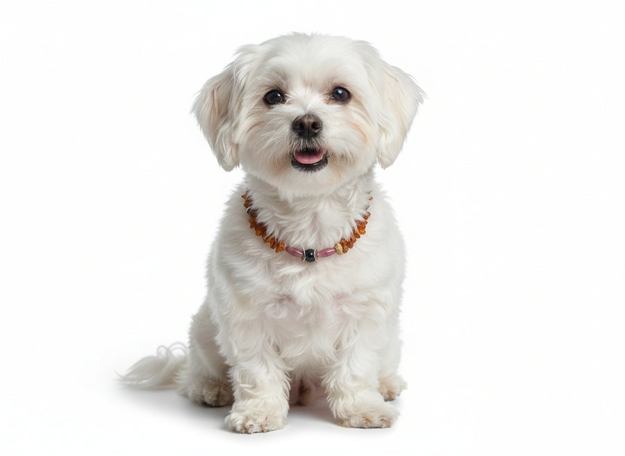 Hunde Bernsteinkette Rhodonit 26cm