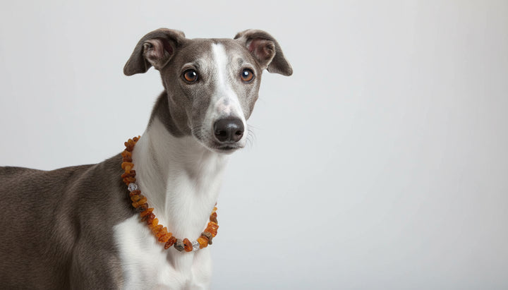 Hunde Bernsteinhalsband Swari