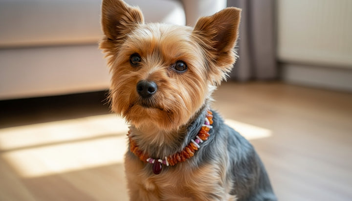 Hunde Bernsteinkette amberdog