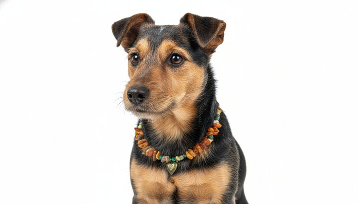 Hunde Bernsteinkette mit Edelsteinen Herzchen Länge 34cm