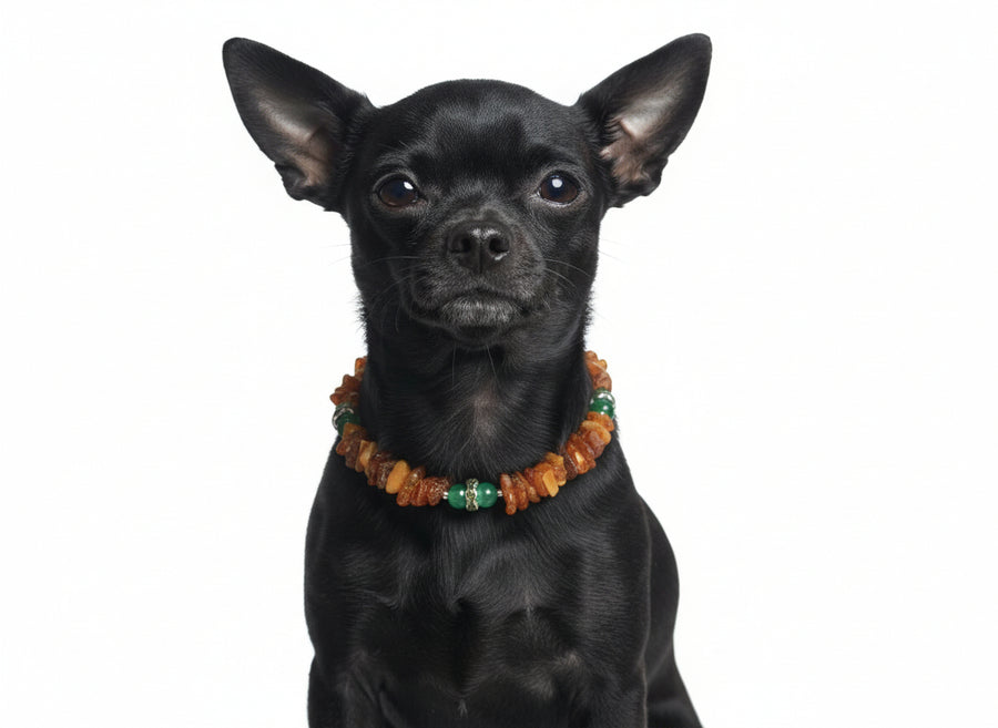 Hunde Bernsteinkette mit Jade