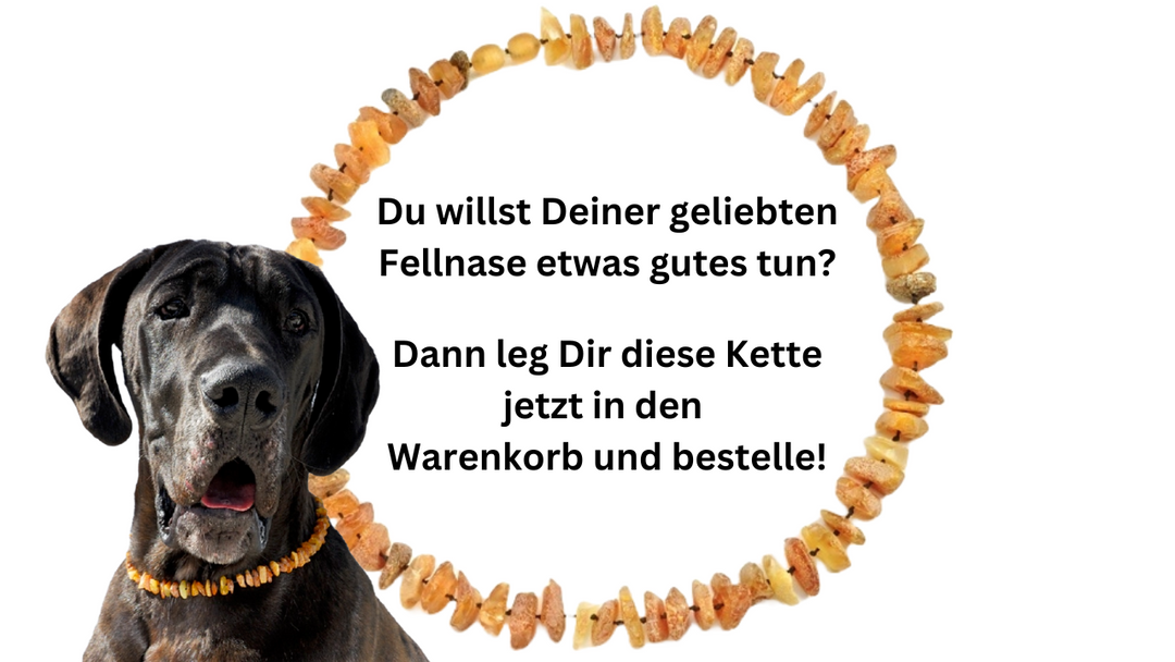 Bernsteinkette Bernsteinhalsband für Hunde