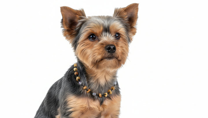 Natur Bernsteinkette für kleinen Hund