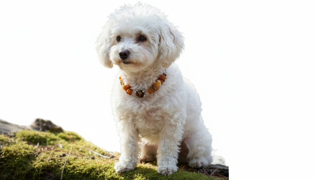 Bernsteinkette Bernsteinhalsband Hund