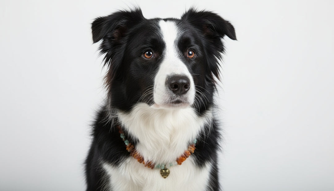 amberdog Bernsteinkette