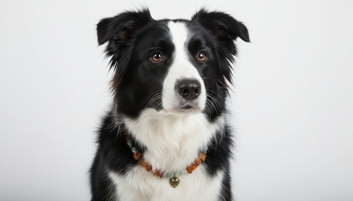 amberdog Bernsteinkette