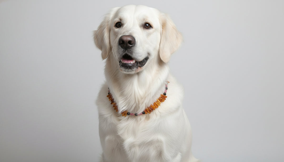 Hunde Bernsteinkette Rhodonit 49cm