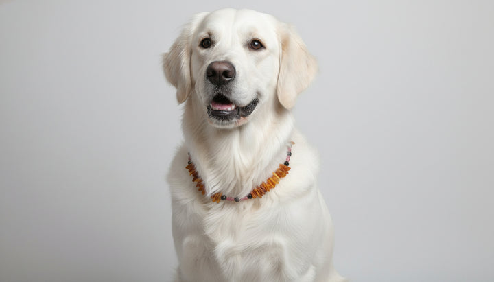 Hunde Bernsteinkette Rhodonit 49cm