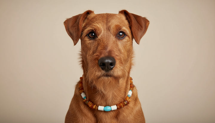 amberdog Hunde Bernsteinkette mit EM-Keramik Howlith Länge 45cm