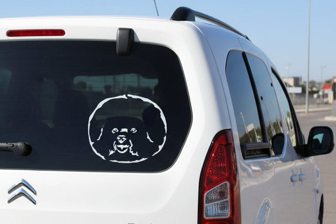Bichon Frisé Kopf Aufkleber weiss am Auto - Hund Autoaufkleber amberdog